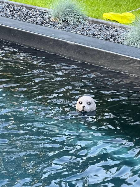 gadget piscine installée à Hem à coté de Lille Nord
