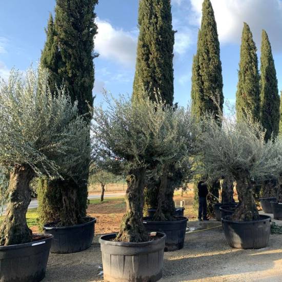 pépinière Lorgues Jardinerie Ambrosino